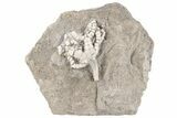 Detailed Fossil Crinoid (Onychocrinus) - Indiana #198754-1